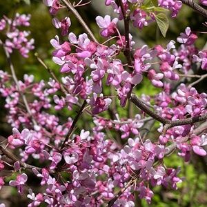 Meet your Posher, Ombre